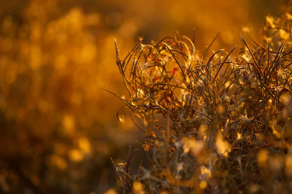 Сухие Растения Осенью Поле — стоковое фото