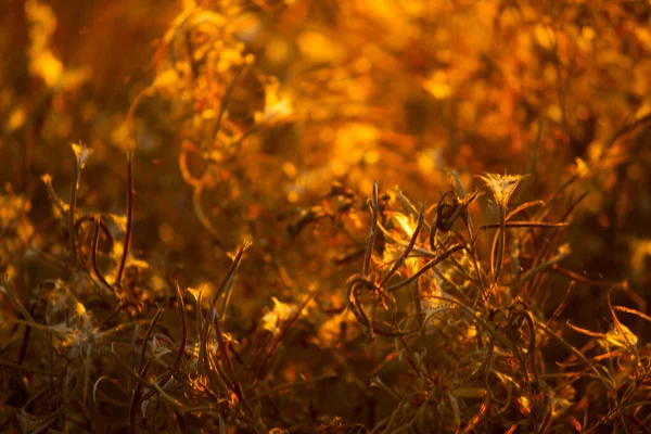 Plantas Secas Outono Campo — Fotografia de Stock