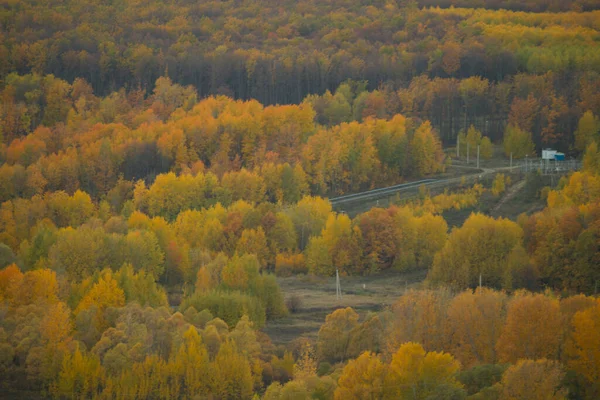 Paesaggio Foresta Autunnale Giornata Calda Soleggiata — Foto Stock