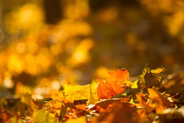 秋の紅葉が終わります 黄色とオレンジの葉 — ストック写真