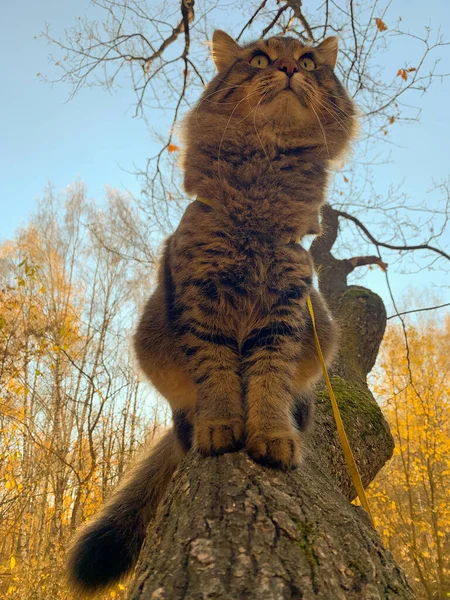 Gato Sentado Galho Uma Árvore — Fotografia de Stock