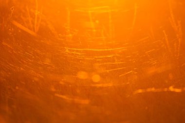 Çayırdaki minik örümcek ağı