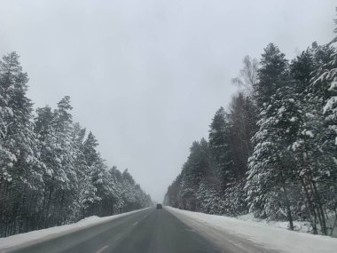 Çam ağacı ormanında karlı bir yol. Kış yolculuğu konsepti