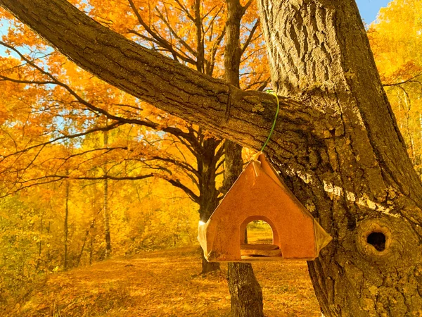 Bird House Sur Une Branche Automne — Photo