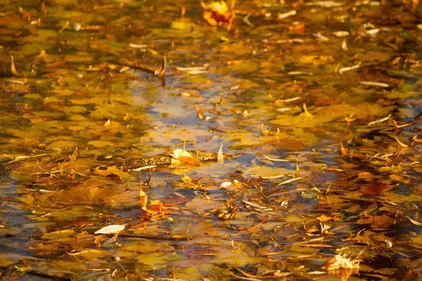 Herbstblätter Auf Dem Wasser Hintergrund Natur — Stockfoto