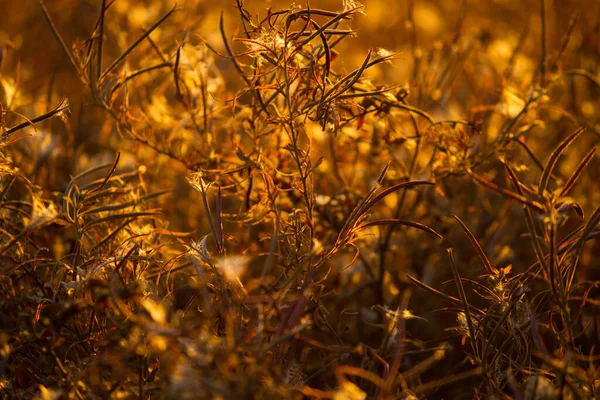 Plantas Secas Outono Campo — Fotografia de Stock