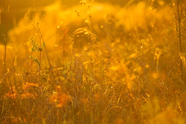 Las Plantas Secas Otoño Campo — Foto de Stock