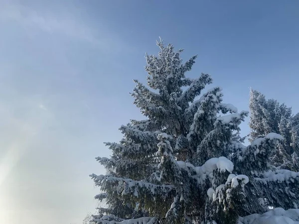 Mit Schnee Bedeckte Tannen Kopierraum — Stockfoto