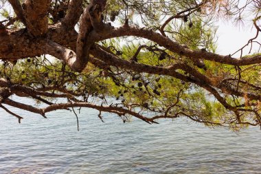 Close up view of a pine tree called Pinus Brutia in Aegean coast of Turkey. It is a sunny summer day.