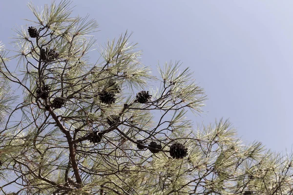 Close View Pine Cones Branches Clear Blue Sky Background — Φωτογραφία Αρχείου