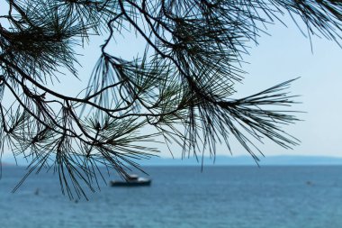 Ege Denizi ile Pinus Brutia adlı bir çam ağacının ve Türkiye 'nin Ayvalik bölgesinde yakalanan bir balıkçı teknesinin yakın görüntüsü. Güneşli bir yaz günü..