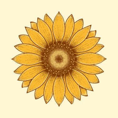 Sunflower vector illustration detailed and easy to edit