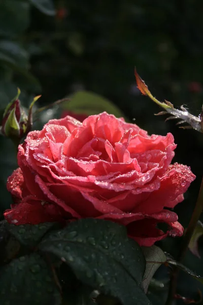 Red Rose Rose Duftwolke Dew Drops Garden Morning — Fotografia de Stock