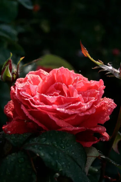 Red Rose Rose Duftwolke Dew Drops Garden Morning — Zdjęcie stockowe