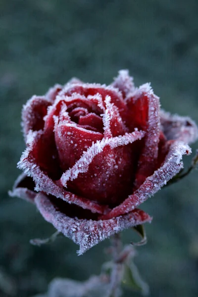 Czerwona Róża Pierwszym Mrozie — Zdjęcie stockowe