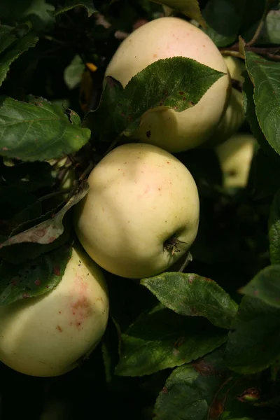 white apples in apple tree branches