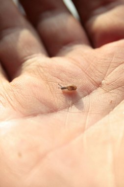 A small, fragile snail in the palm of your hand