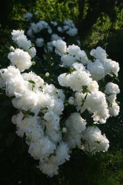 Flowering bush of white peonies