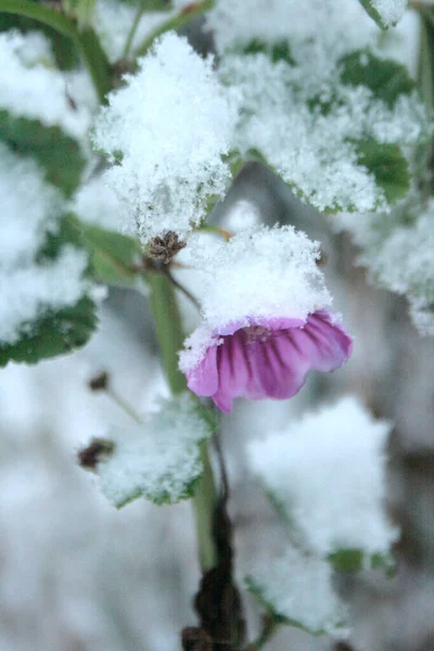 Autumn Flower Malva Sylvestris Winter Snow Cover — Stockfoto