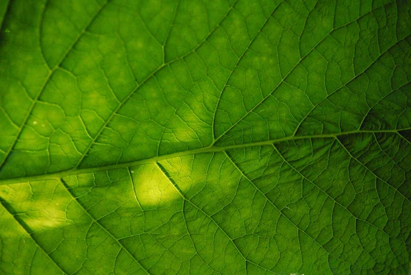 The green leaf with sun rays shining through it