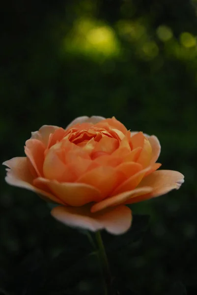 Blooming Creamy Yellow Rose Lady Shalott Rose Dark Green Background — Φωτογραφία Αρχείου