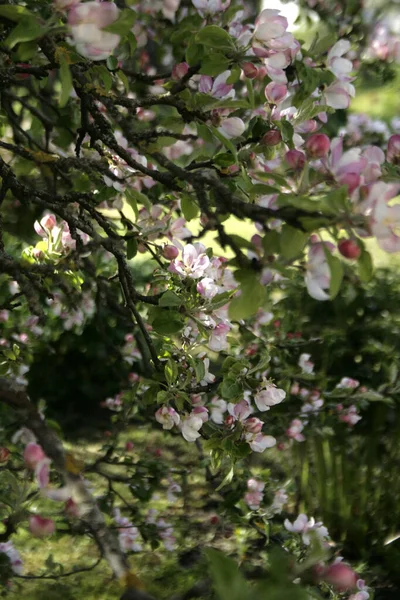Цветущие Розовые Цветы Яблони — стоковое фото