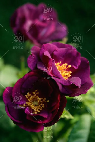 Blooming Purple Rose Rhapsody Blue — Stock Fotó