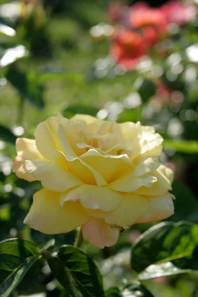 Blooming Yellow Rose Rose Gloria Day Garden Rays Rising Sun — 图库照片