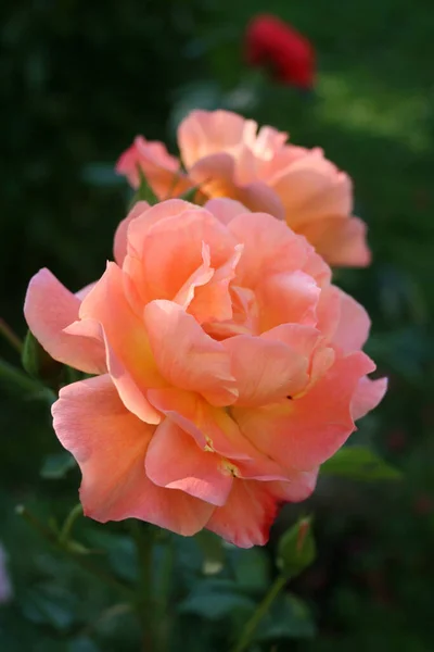 Bloeiende Zalmroos Rose Westerland Tuin — Stockfoto