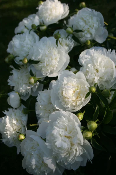 Flowering White Peony Bush — Photo