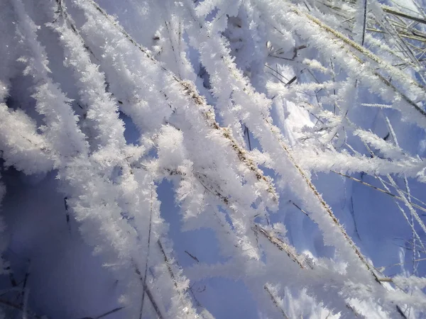 Snowy Blades Winter Grass — Stok fotoğraf