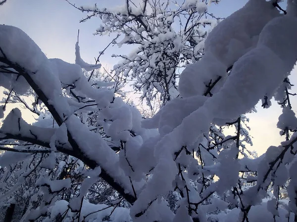 Snowy Winter Trees Morning Light — Stok fotoğraf