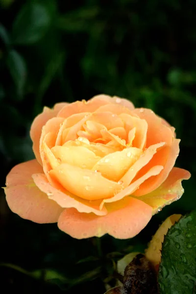 Blooming Lady Shalott Rose — kuvapankkivalokuva