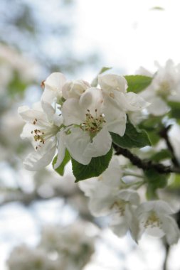 white blooming apple blossom on apple tree background