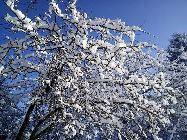 Snowy Tree Background Blue Sky — Zdjęcie stockowe