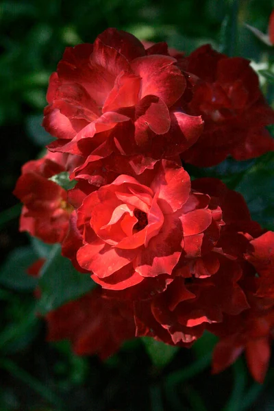 Blooming Red Rose Rose Hot Chocolate Green Background — Fotografia de Stock