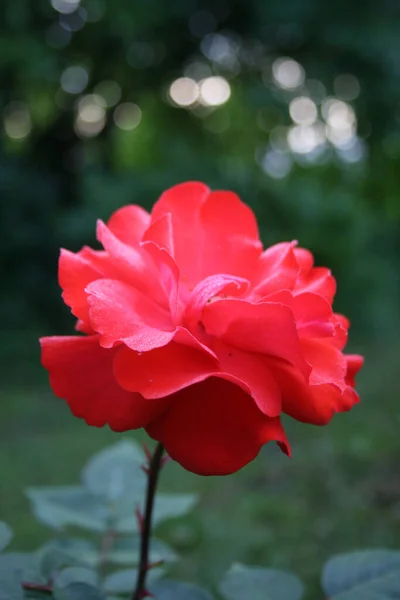 Blooming Red Rose Rose Europeana Green Background — ストック写真
