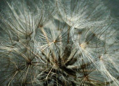 Dry autumn flower with seed fluff on a dark background