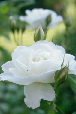 Blooming white roses on a green background