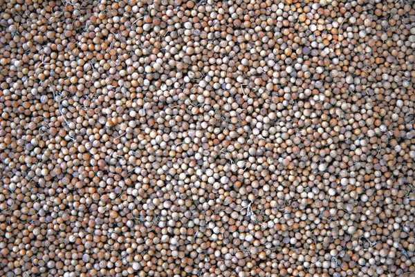 Background: Coriander spilled on a table top