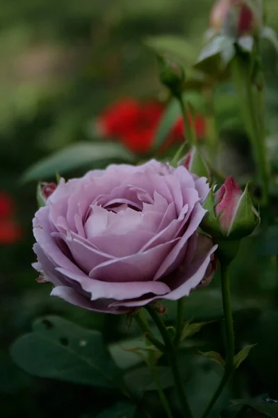 Blooming Purple Rose Rose Sandra Renaissance — Fotografia de Stock