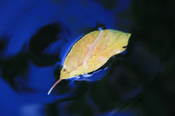 an autumn leaf in the water and a dark blue sky reflected in the water