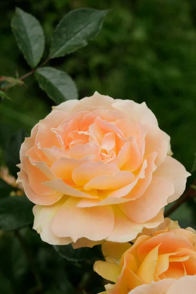 Blooming Golden Rose Rose Goldelse Green Background — 图库照片