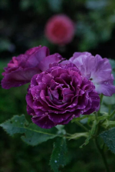 Beautiful blooming purple rose (Rose Misteria) on a green background