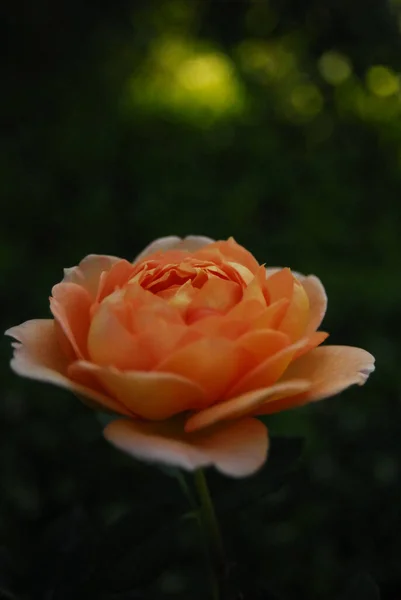 Blooming Golden Rose Rose Lady Shalott Dark Background — Foto Stock