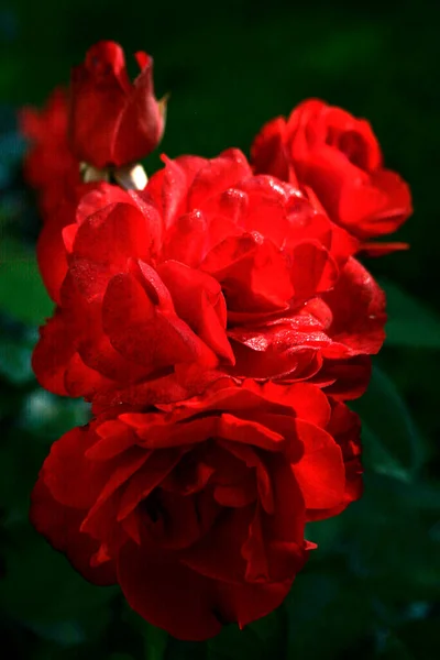 Blooming Red Rose Rose Europeana Green Background — Photo