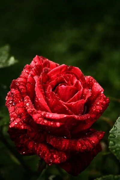 Blooming Red Rose Rose Red Intuition Dark Background — Photo