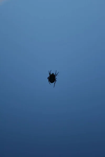 Black Spider Blue Sky Background — Stock Photo, Image