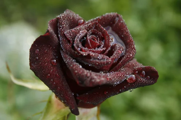 blooming dark rose (rose Black baccara) with raindrops