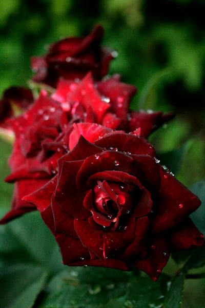 Blooming dark roses (rose Black Baccara) in the morning dew